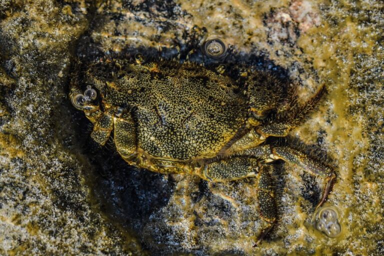 crab, animal, underwater-2800173.jpg